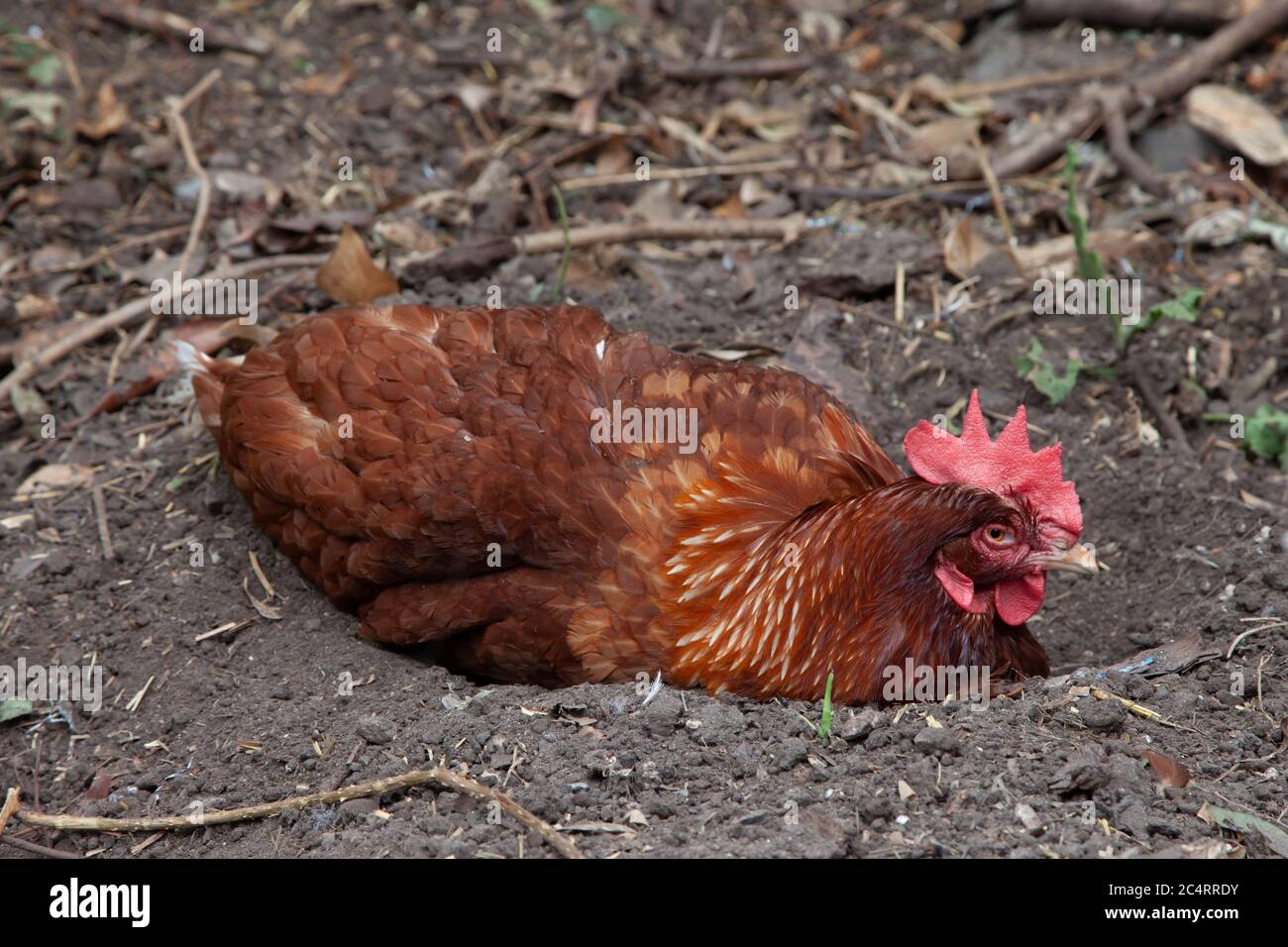 Brown hybrid hen dust bathing in back garden. British Isles Stock Photo