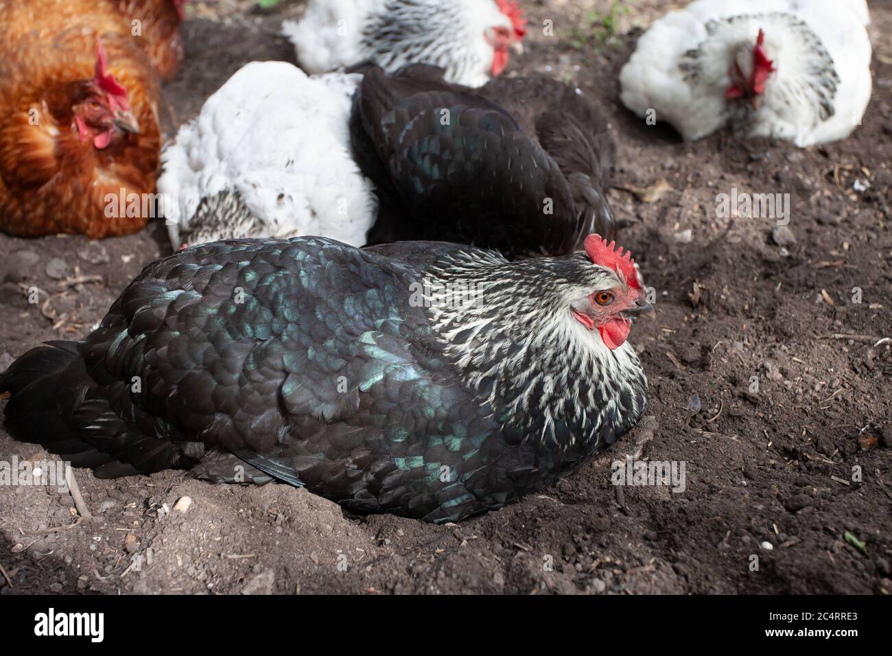Mixed flock of chickens dust bathing in back garden. British Isles Stock Photo