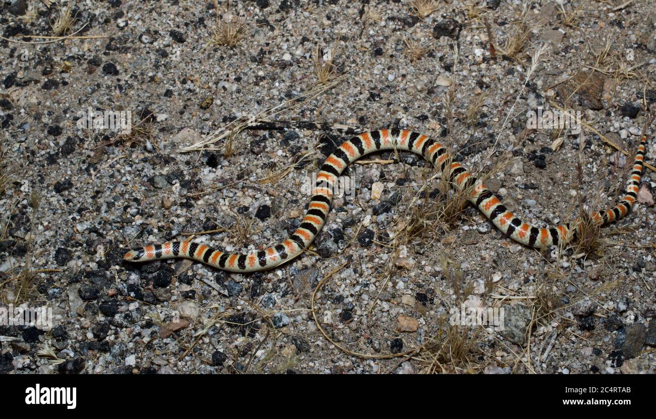 A colorful Western Shovel-nosed Snake (Chionactis occipitalis) on the sandy desert floor in Borrego Springs, California Stock Photo
