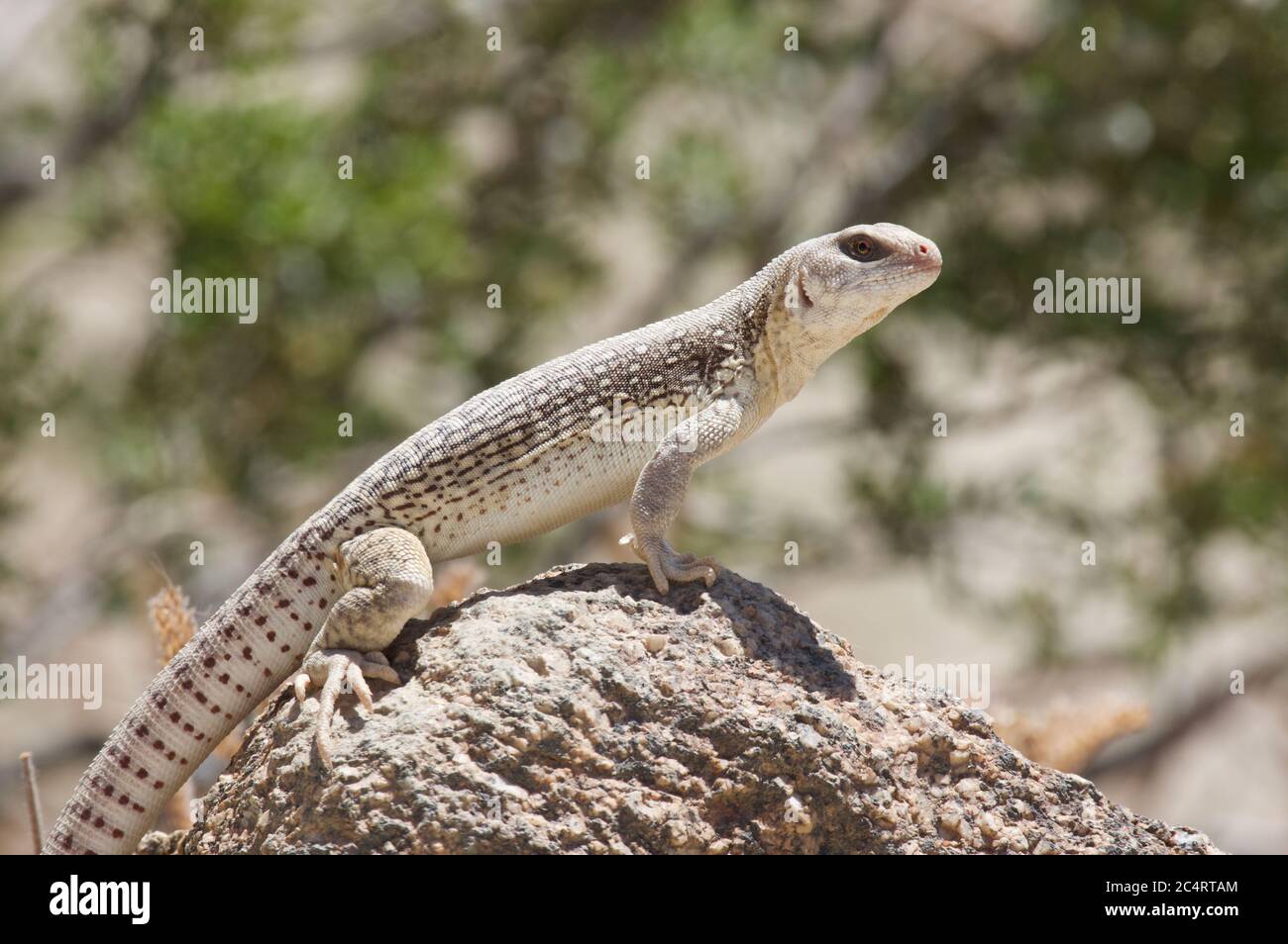 An adult Northern Desert Iguana (Dipsosaurus dorsalis dorsalis) in the Mojave Desert in California Stock Photo