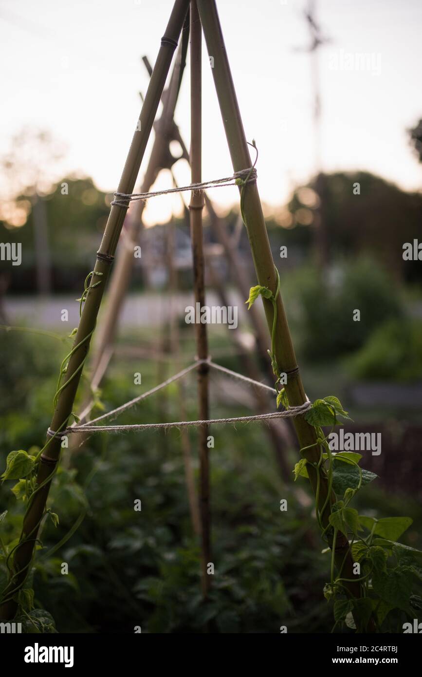 Garden Trellis with plants growing up Stock Photo Alamy