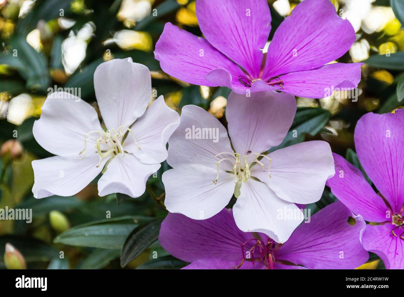 Beautiful Pink And White Flowers On Glory Tree In The Mountains Of Rio De Janeiro Brazil Stock Photo Alamy
