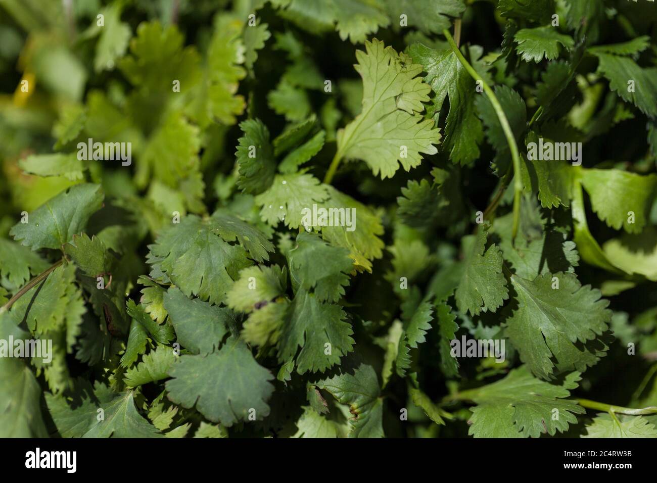 Fresh Cilantro Leaves, FullFrame Stock Photo Alamy