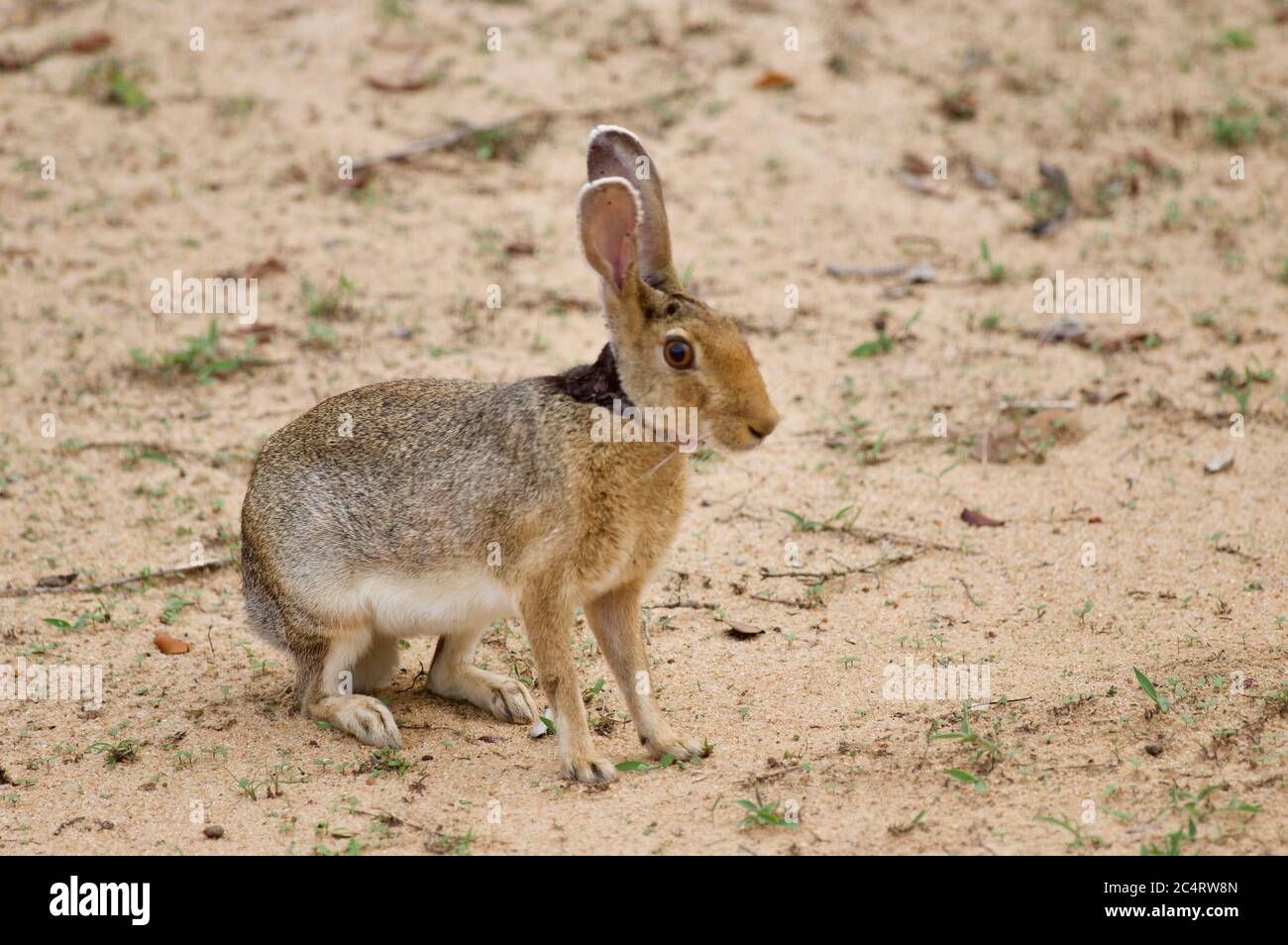 A Black-naped Hare (Lepus nigricollis) on sandy ground in Yala National Park, Sri Lanka Stock Photo