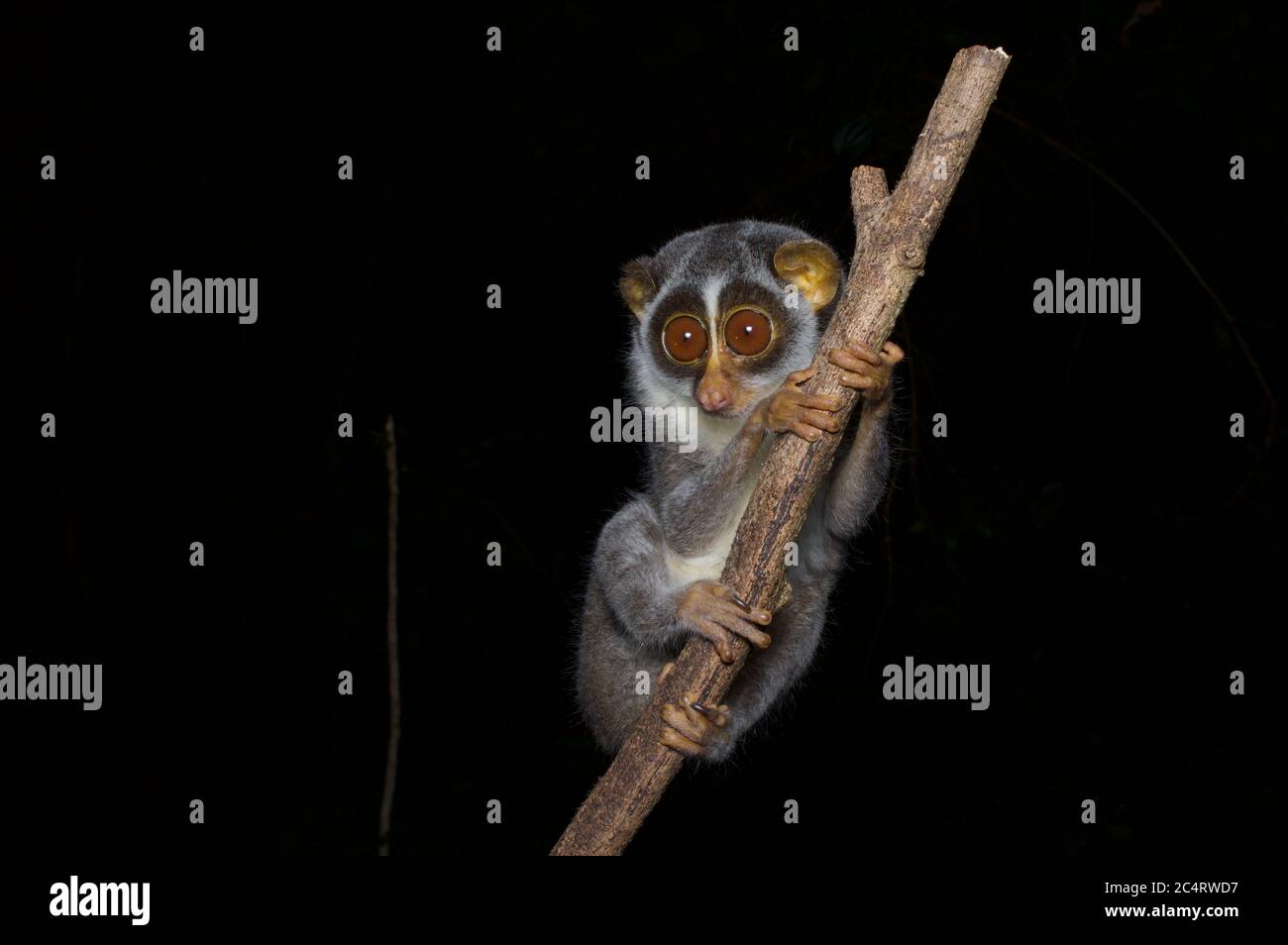 A cute, big-eyed Highlands Grey Slender Loris (Loris lydekkerianus grandis) on a thin branch at night in Knuckles Conservation Forest, Sri Lanka Stock Photo