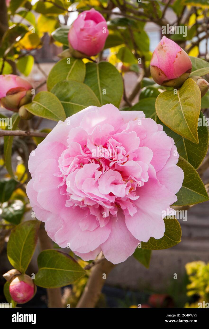 Close up of a pink Anemone formed Camellia japonica flower with buds in background. A fully hardy winter to spring flowering evergreen shrub. Stock Photo