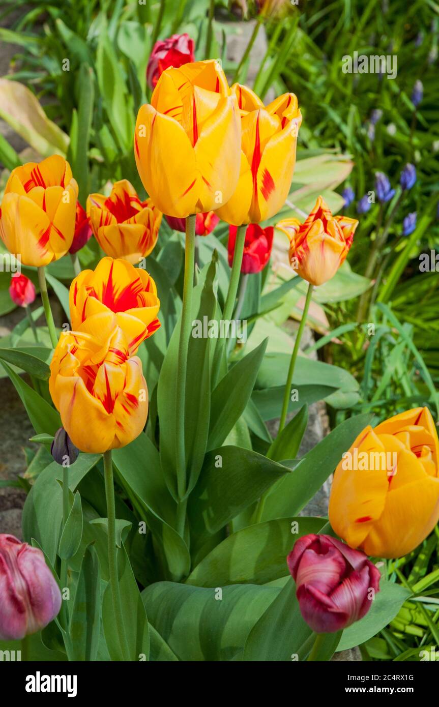 Group of Tulipa Grand Perfection in flower bed. A Single flowered tulip of the triumph group Division 3. A yellow and red tulip fading to white & red Stock Photo