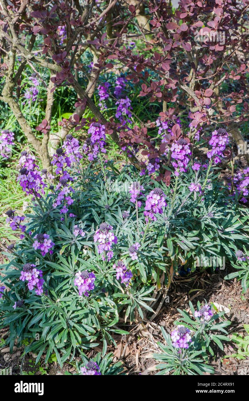 Erysimum Bowles Mauve.Other names Cheiranthus or Wallflower an evergreen perennial subshrub It flowers from late winter into summer and is fully hardy Stock Photo