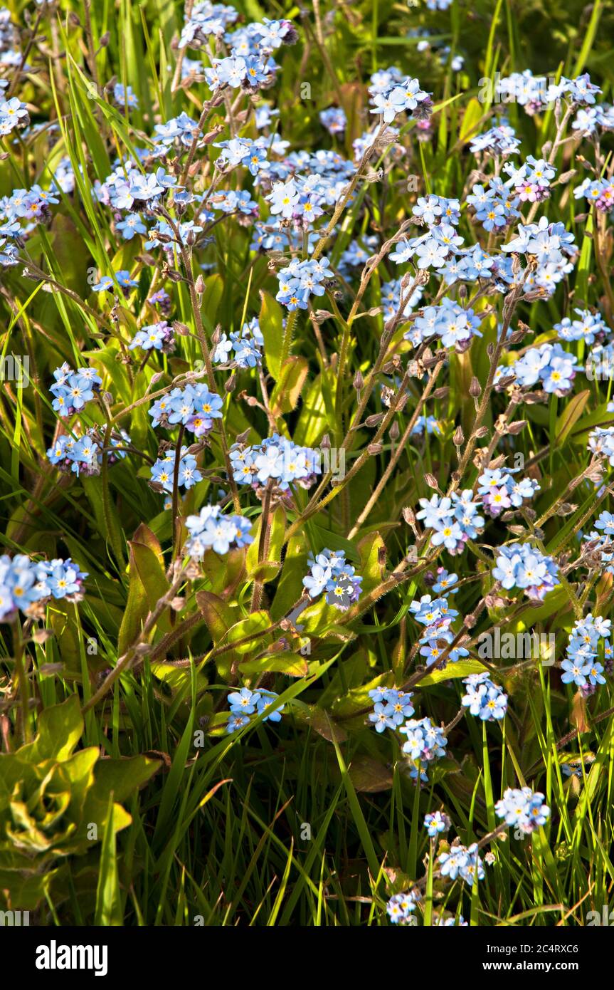Myosotis scorpioides Water Forgetmenot growing in wet ground next to a pond. Sky blue flowers from June to September and a fully hardy perennial Stock Photo