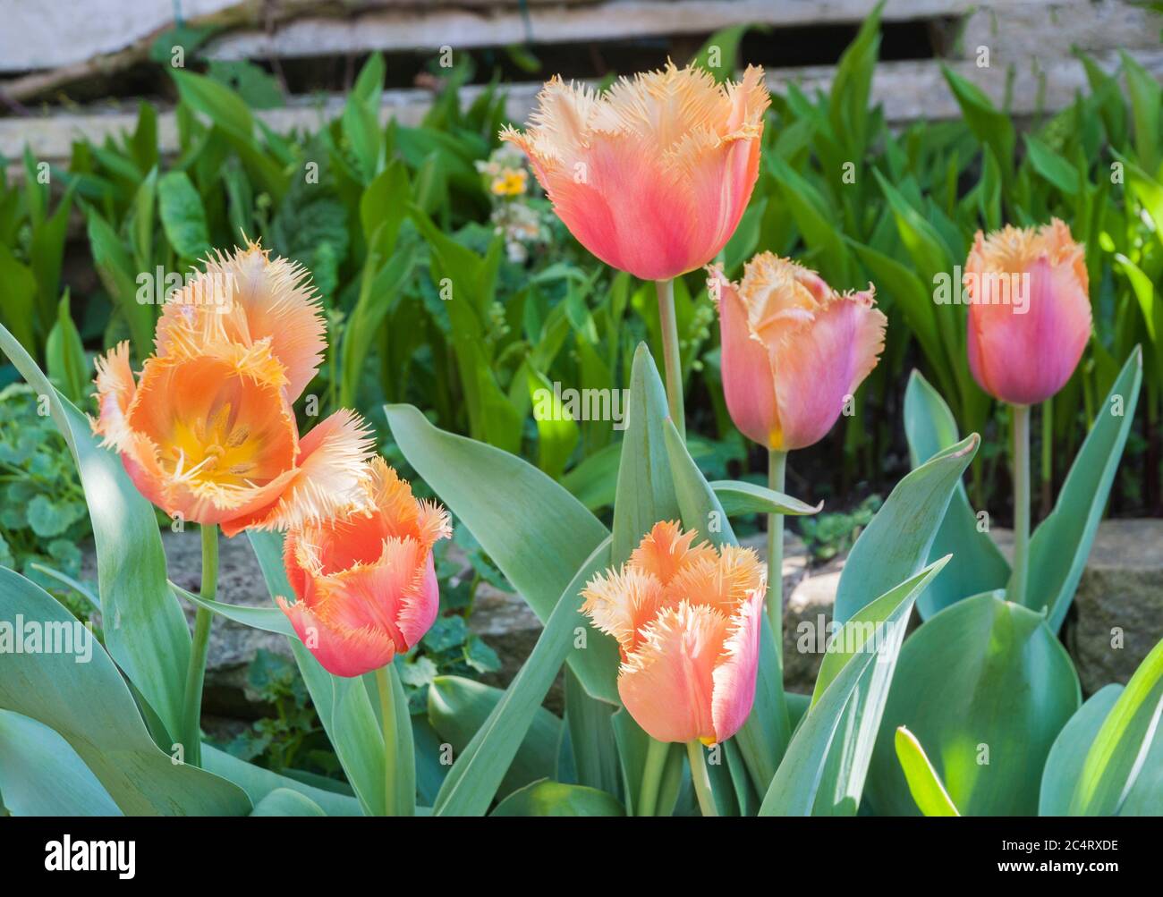 Group of fringed tulipa . A single fringed mid to late spring flowering orange tulip belonging to the Fringed crispa group of tulips Division 7 Stock Photo