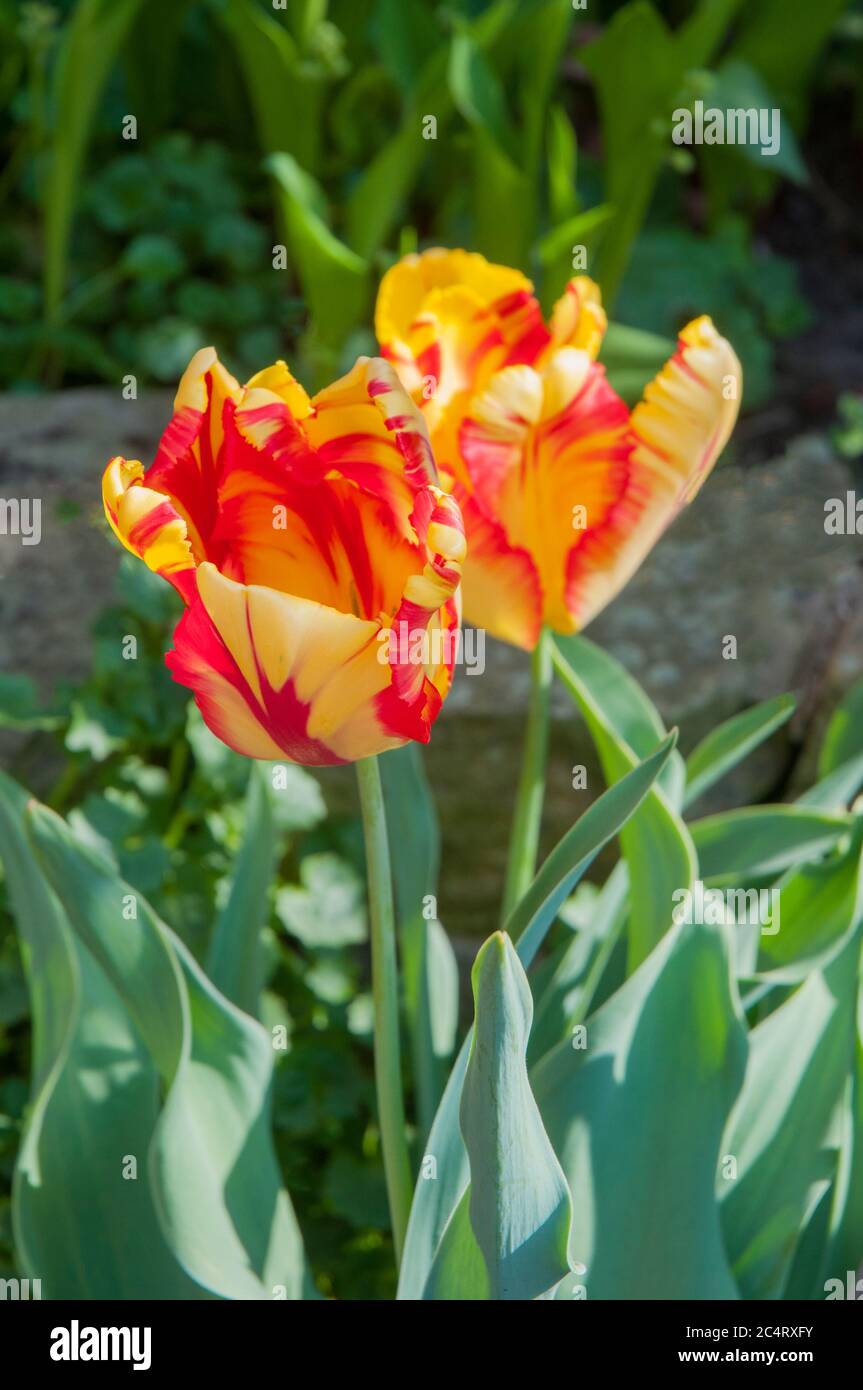 Close up of Tulipa Texas Flame. A mid to late spring flowering yellow with red streaks tulip belonging to the parrot group of tulips Division 10 Stock Photo