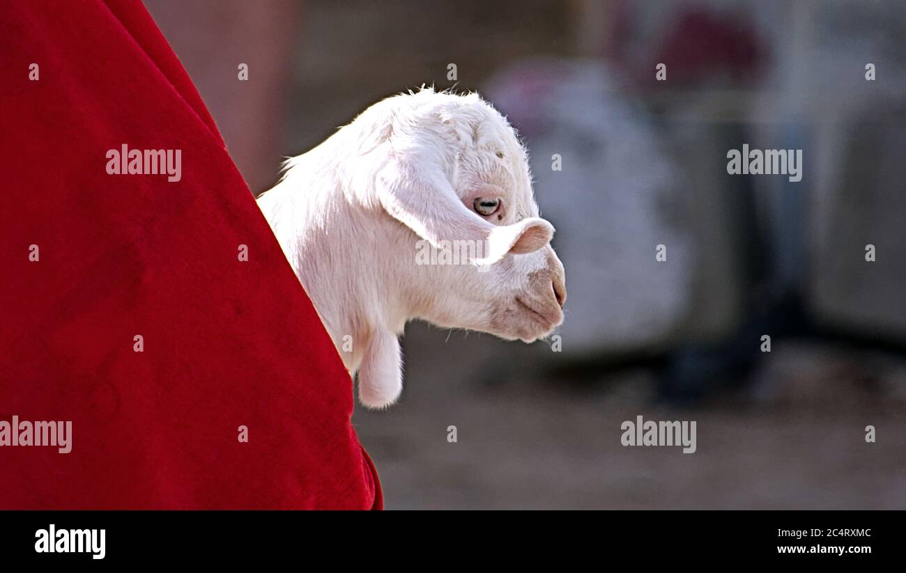 white goat in a red baby sling - goat lamb - goat head - portrait Stock Photo