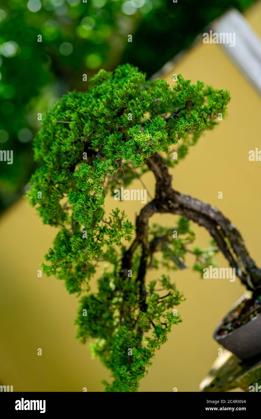 Bonsai tree Japanese garden style Stock Photo Alamy