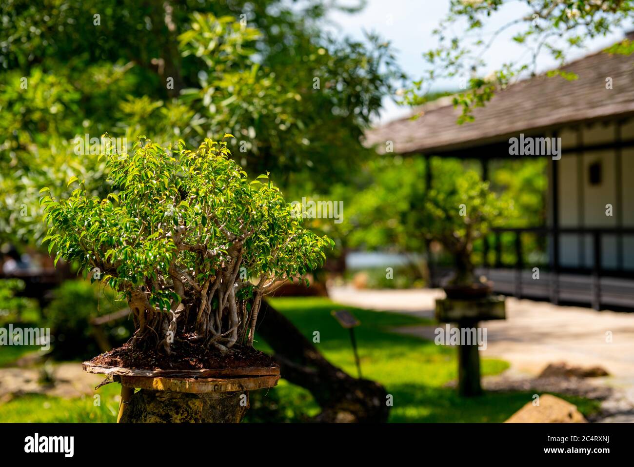 Bonsai tree Japanese garden style Stock Photo Alamy