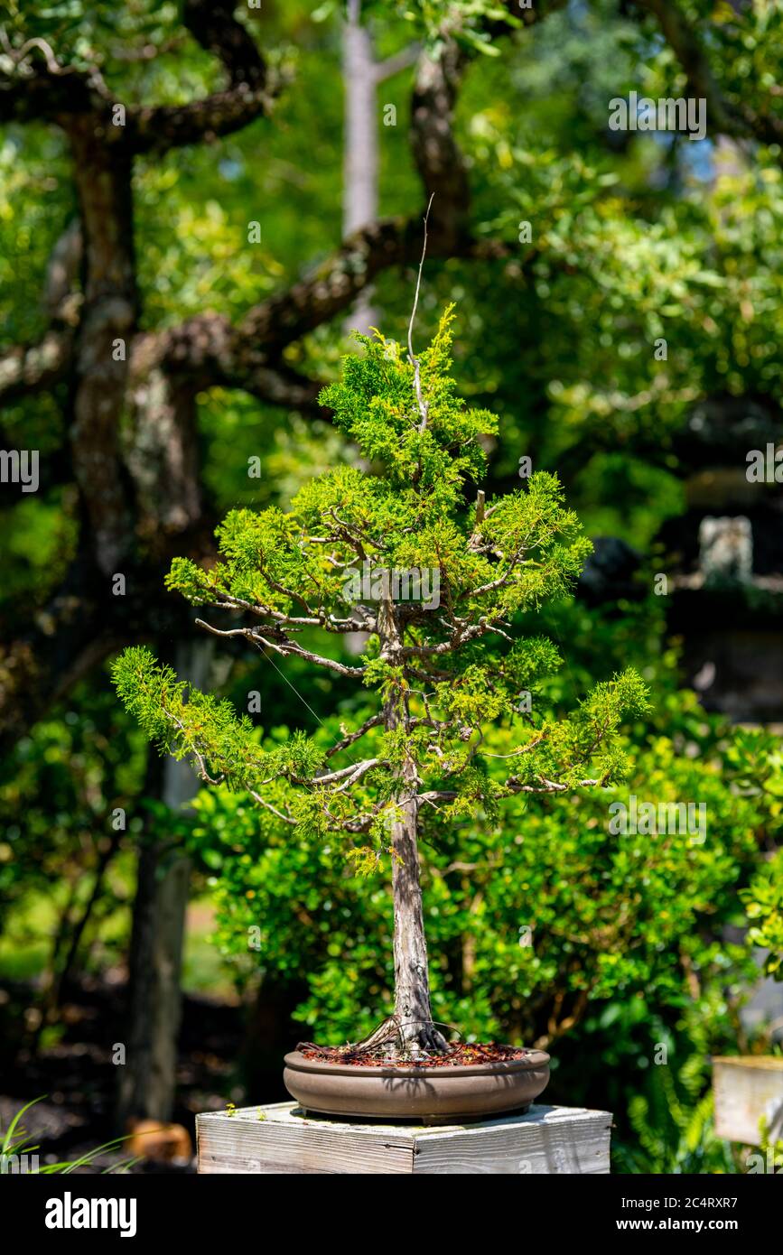 Bonsai tree Japanese garden style Stock Photo Alamy
