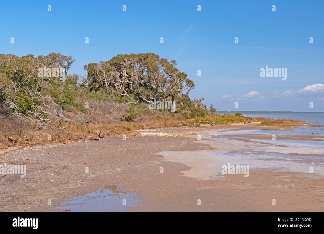 Live Oaks on the Gulf Coast in Aransas National Wildlife Refuge in Texas Stock Photo