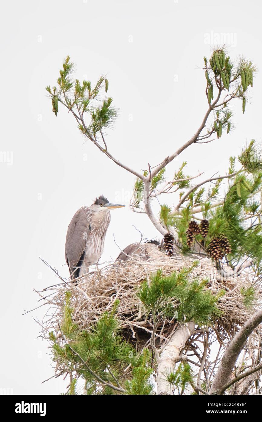 Juvenile Great Blue Heron stands on the edge of the nest and another chick is lying in the nest. Stock Photo