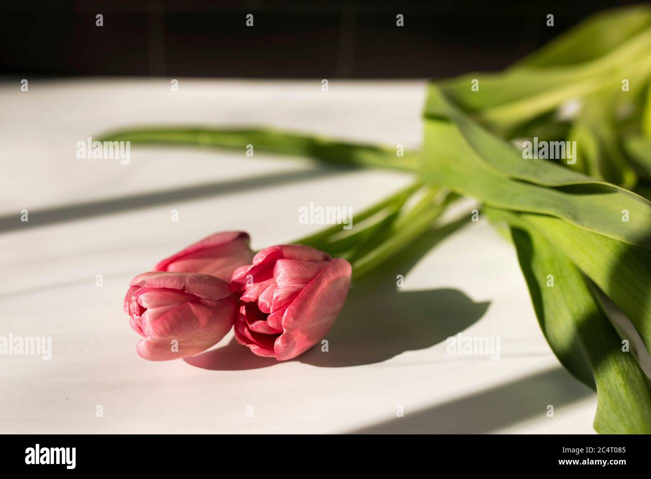 Three pink tulips in hard light create shadows on a sandstone background. Stock Photo