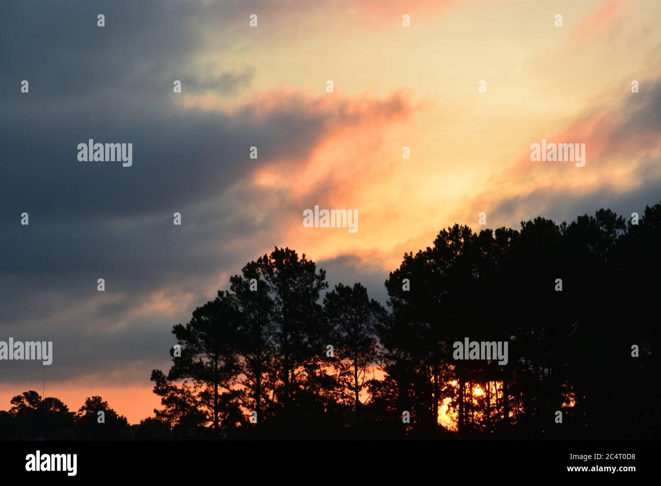 Saharan dust leads to a glowing sunrise over pine trees in Raleigh, North Carolina. Stock Photo