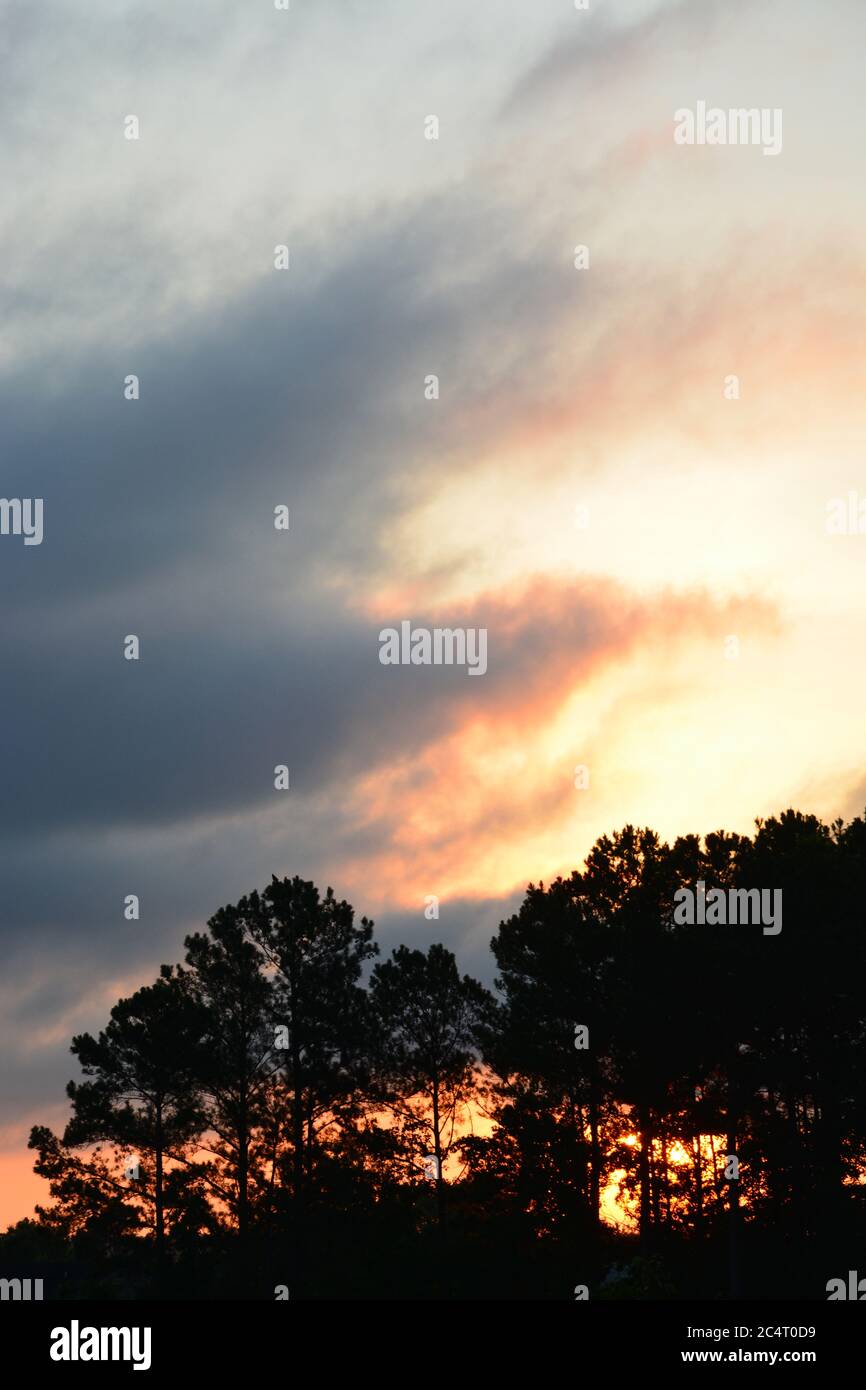 Saharan dust leads to a glowing sunrise over pine trees in Raleigh, North Carolina. Stock Photo