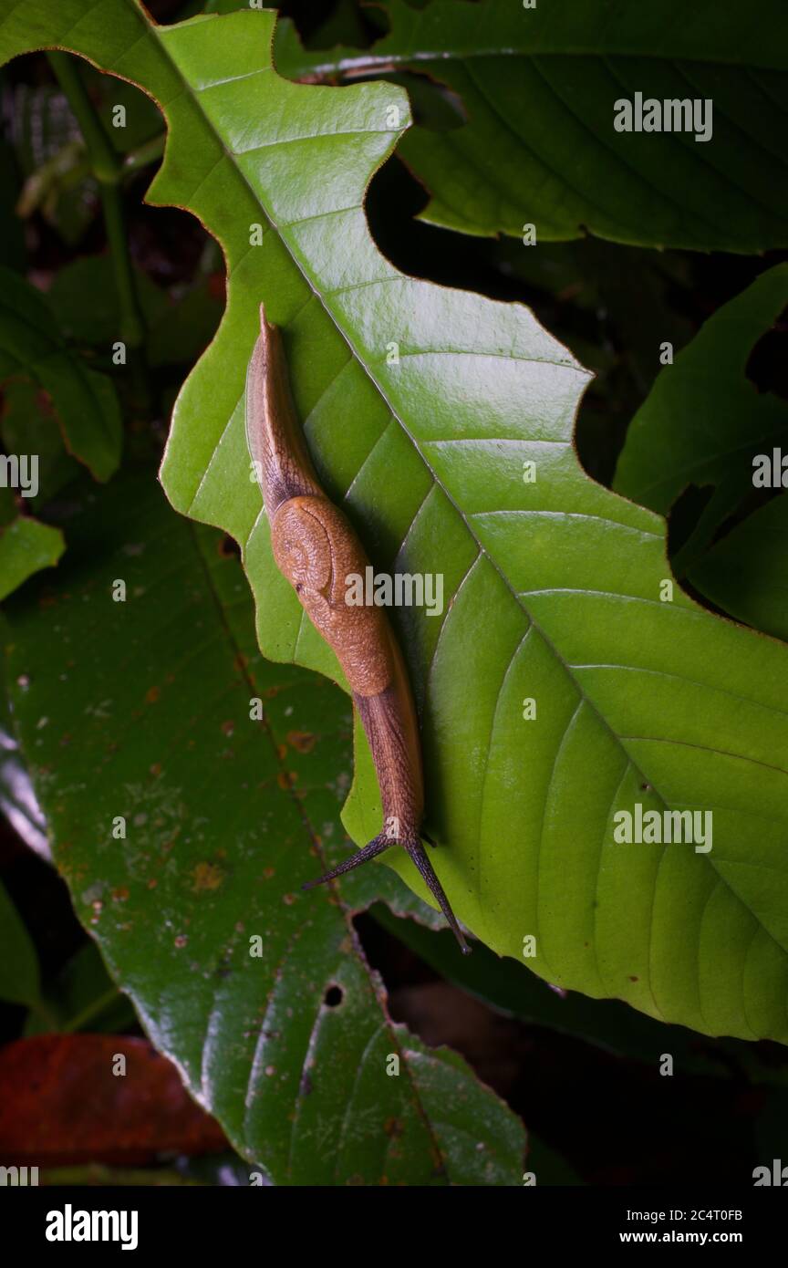 A soft-shelled semi-slug (Ratnadvipia karui) crawling at night in lowland rainforest near Sinharaja National Park, Sri Lanka Stock Photo