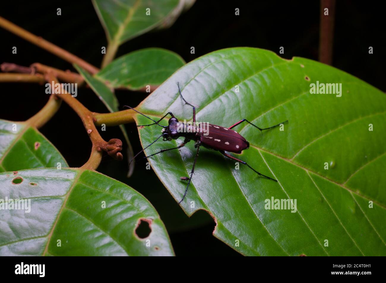 A tiger beetle (Cicindela lacrymans) on a leaf at night in the lowland rainforest near Sinharaja, Sri Lanka Stock Photo