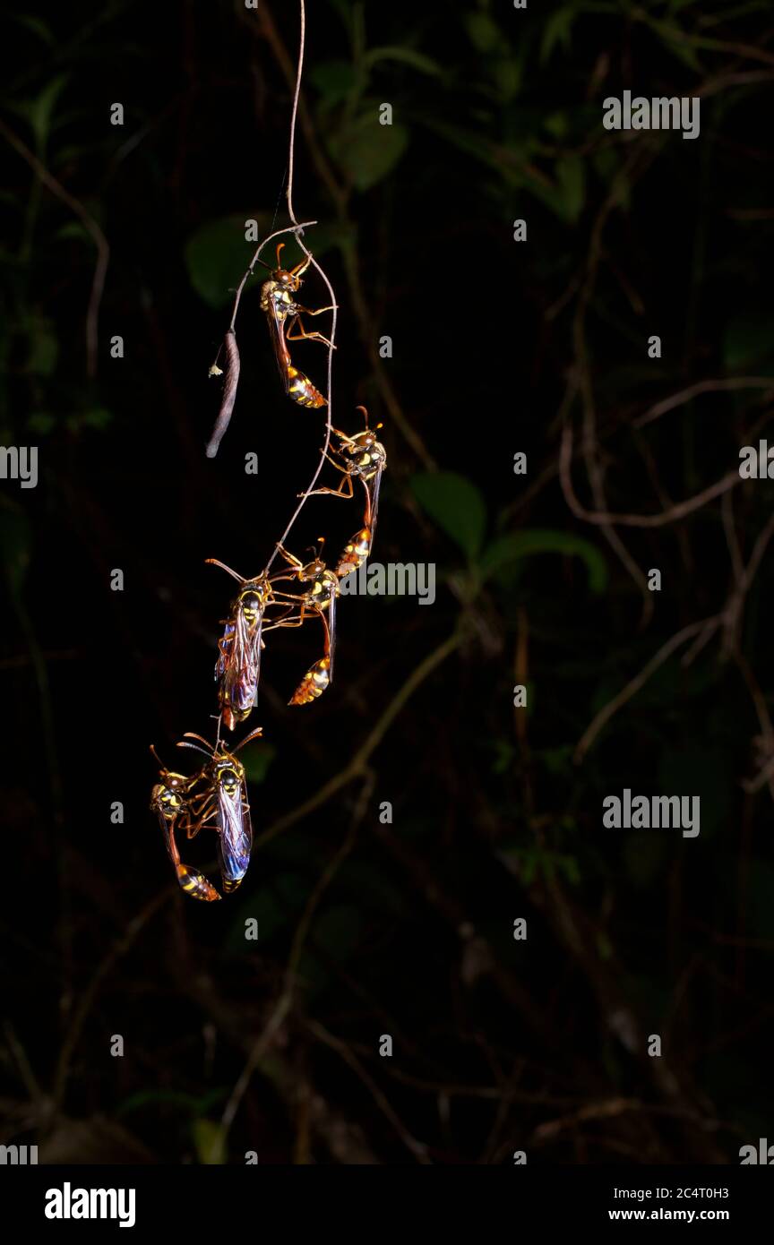 A cluster of hover wasps (Eustenogaster eximia) at night in the lowland rainforest near Sinharaja, Sri Lanka Stock Photo