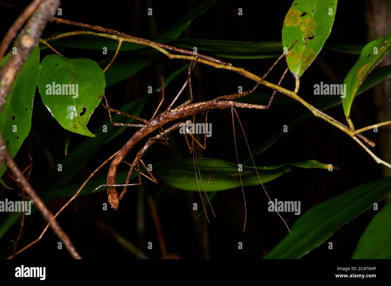 A mating pair of stick insects (phasmids) in the forest at night in Kalutara, Sri Lanka Stock Photo