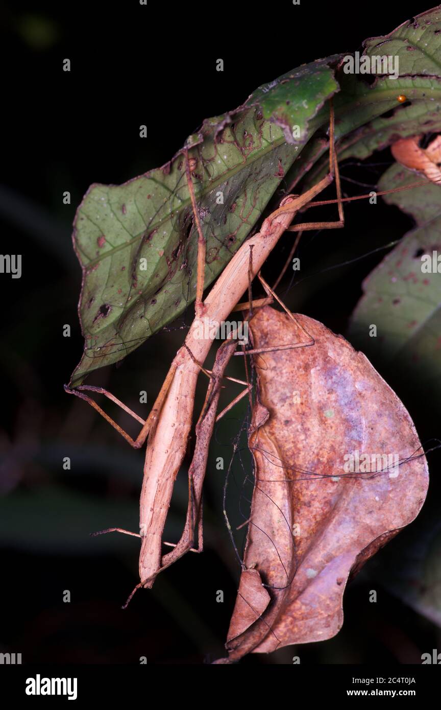 A mating pair of stick insects (phasmids) in the forest at night in Ratnapura, Sri Lanka Stock Photo