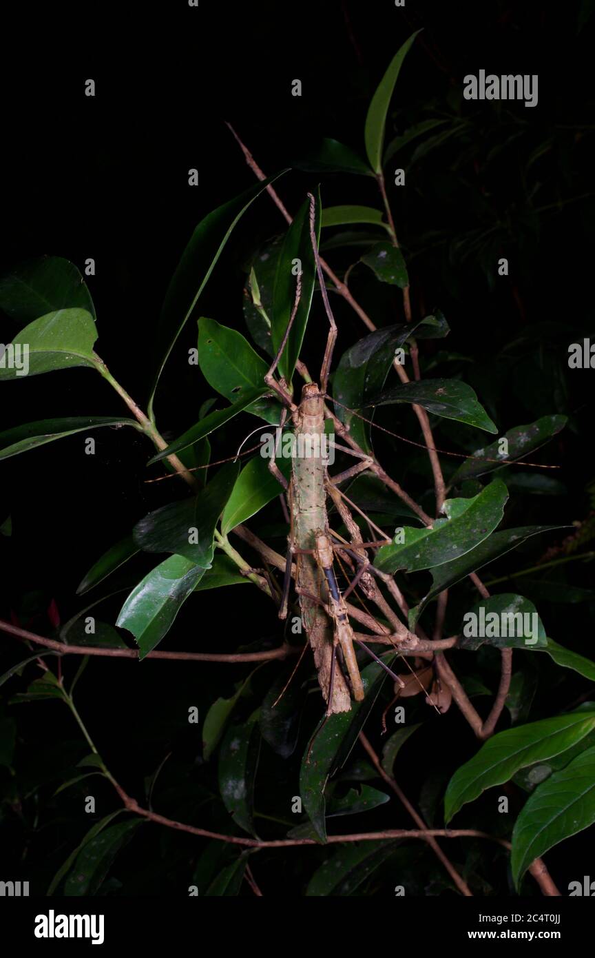 A mating pair of stick insects (phasmids) in the forest at night in Knuckles Forest Reserve, Sri Lanka Stock Photo