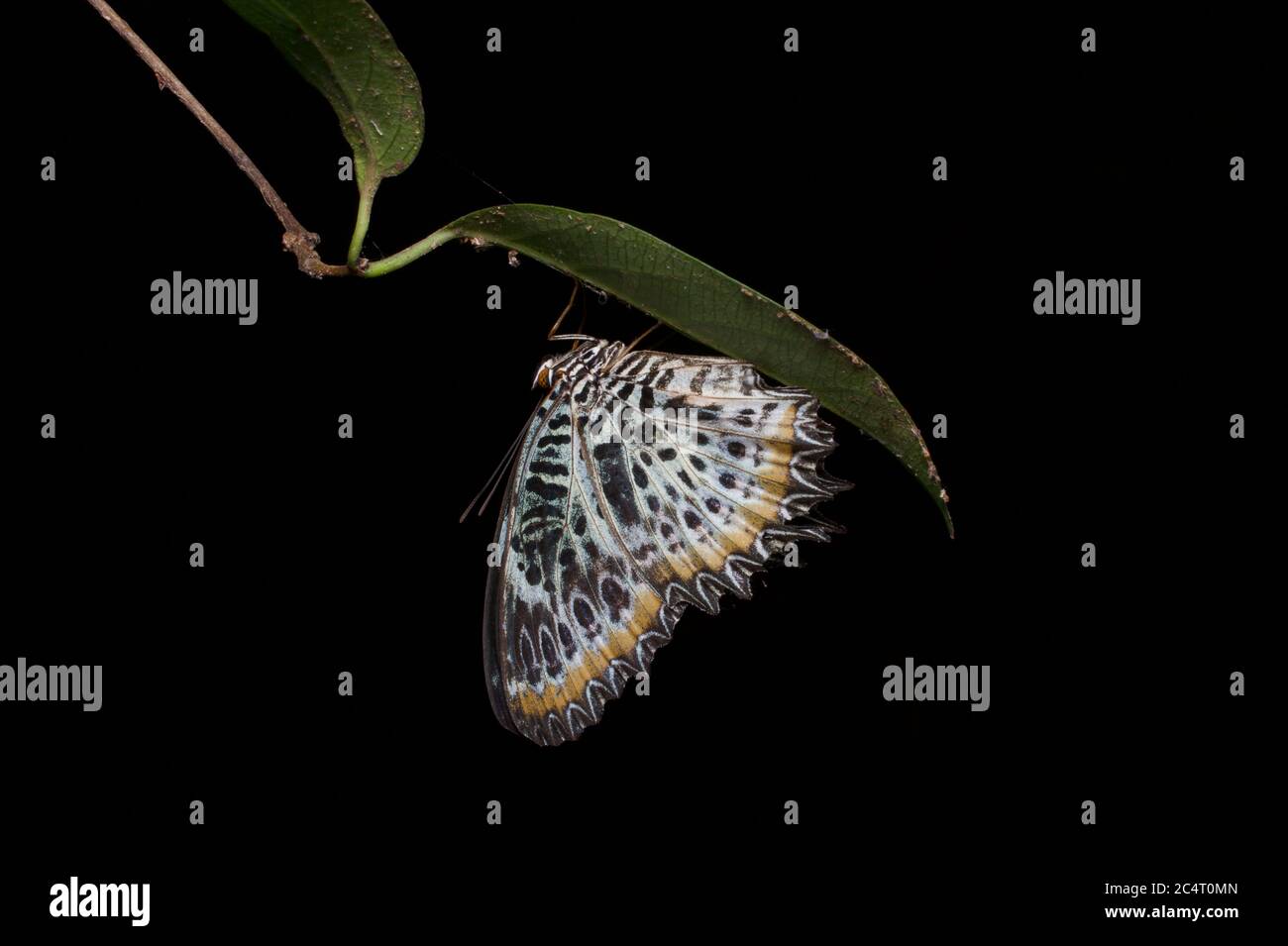 A Tamil Lacewing Butterfly (Cethosia nietneri) resting under a leaf at night in Knuckles Forest Reserve, Matale district, Sri Lanka Stock Photo