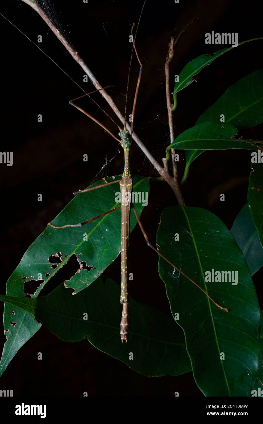 A camouflaged stick insect (phasmid) in the rainforest at night in Knuckles Forest Reserve, Sri Lanka Stock Photo