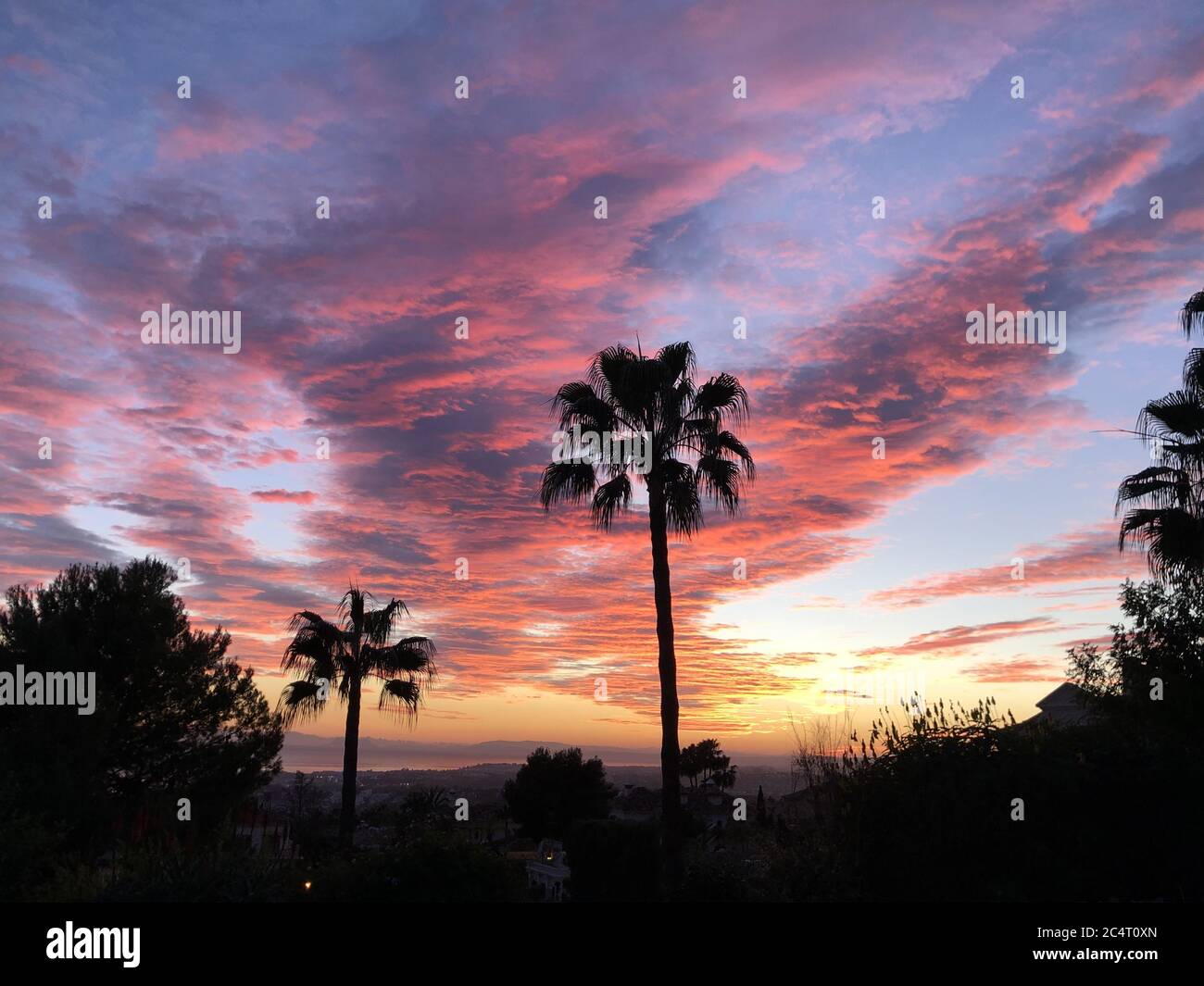 Giant palm trees gleaming under the breathtaking pink cloudy sky ...
