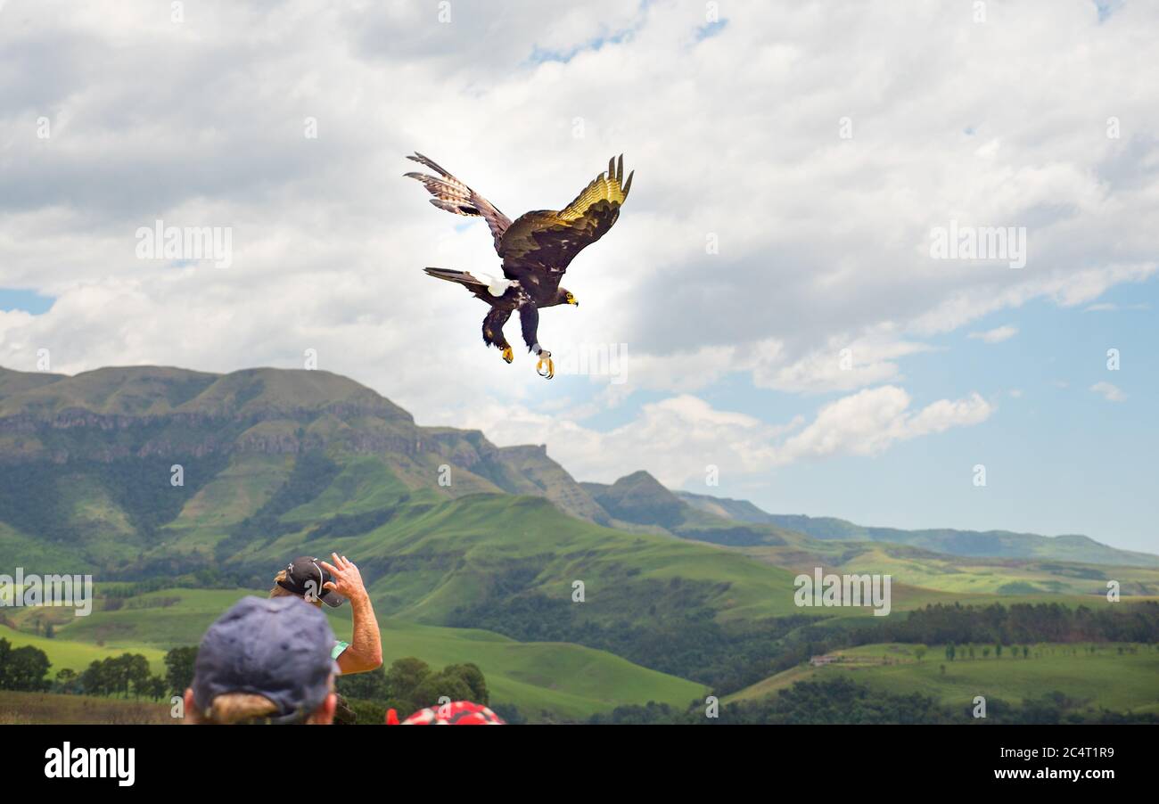 Beautiful shot of black eagle verraux flying on drakensberg maountains Stock Photo