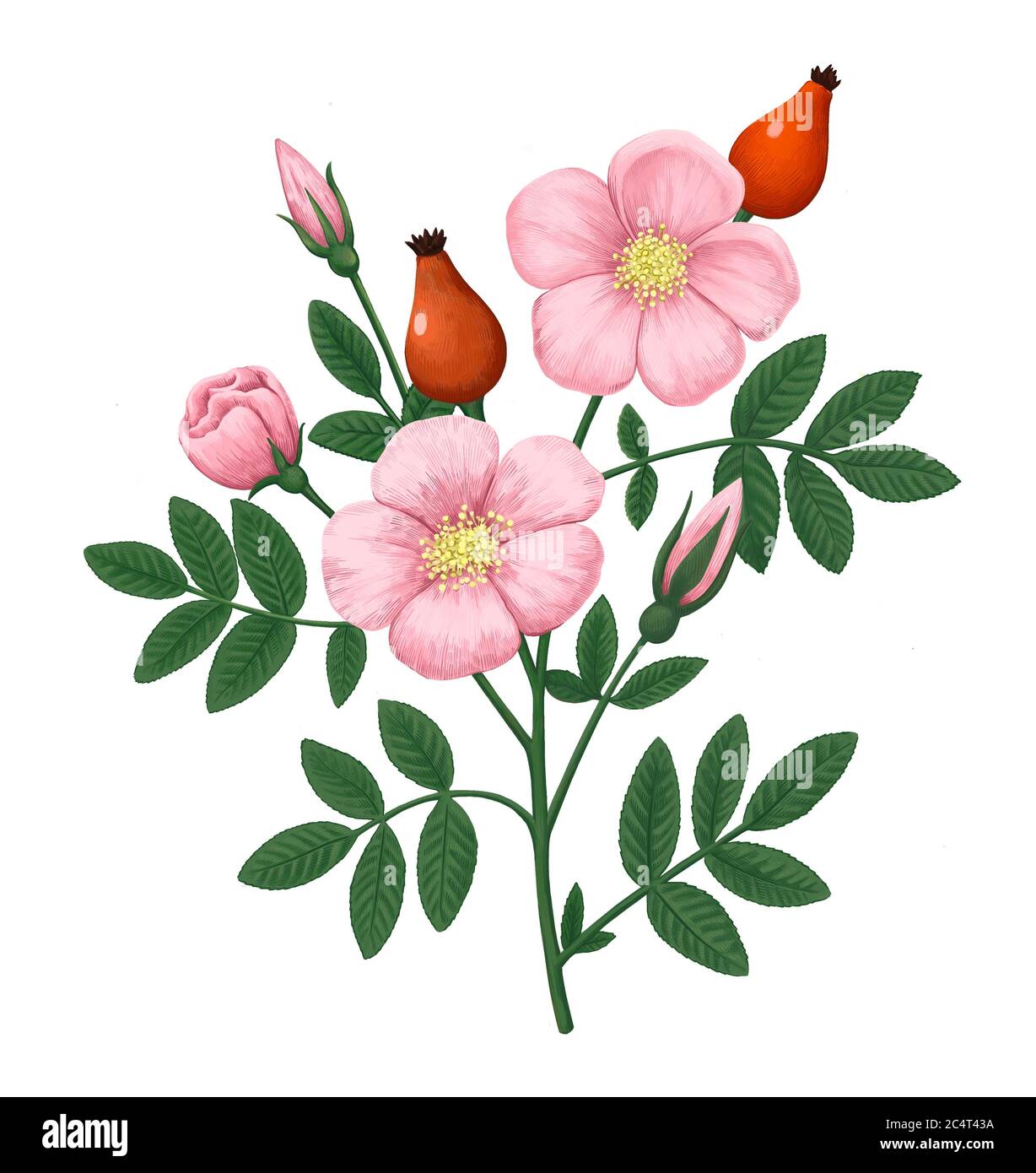 Vintage botanical illustration with dog-rose flowers, berries, buds and leaves isolated on white background. Stock Photo