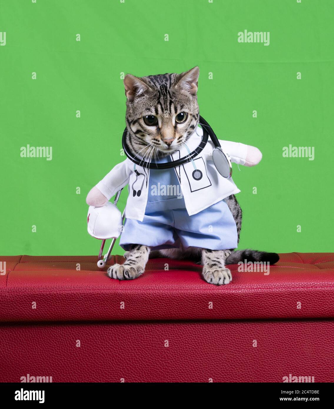 Cat in doctor costume sale