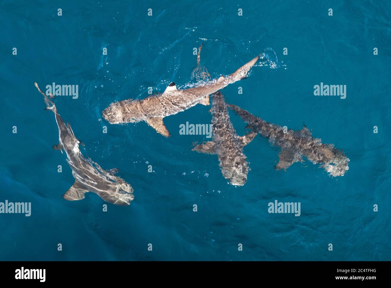 Blacktip reef sharks, Carcharhinus melanopterus, swim at the surface