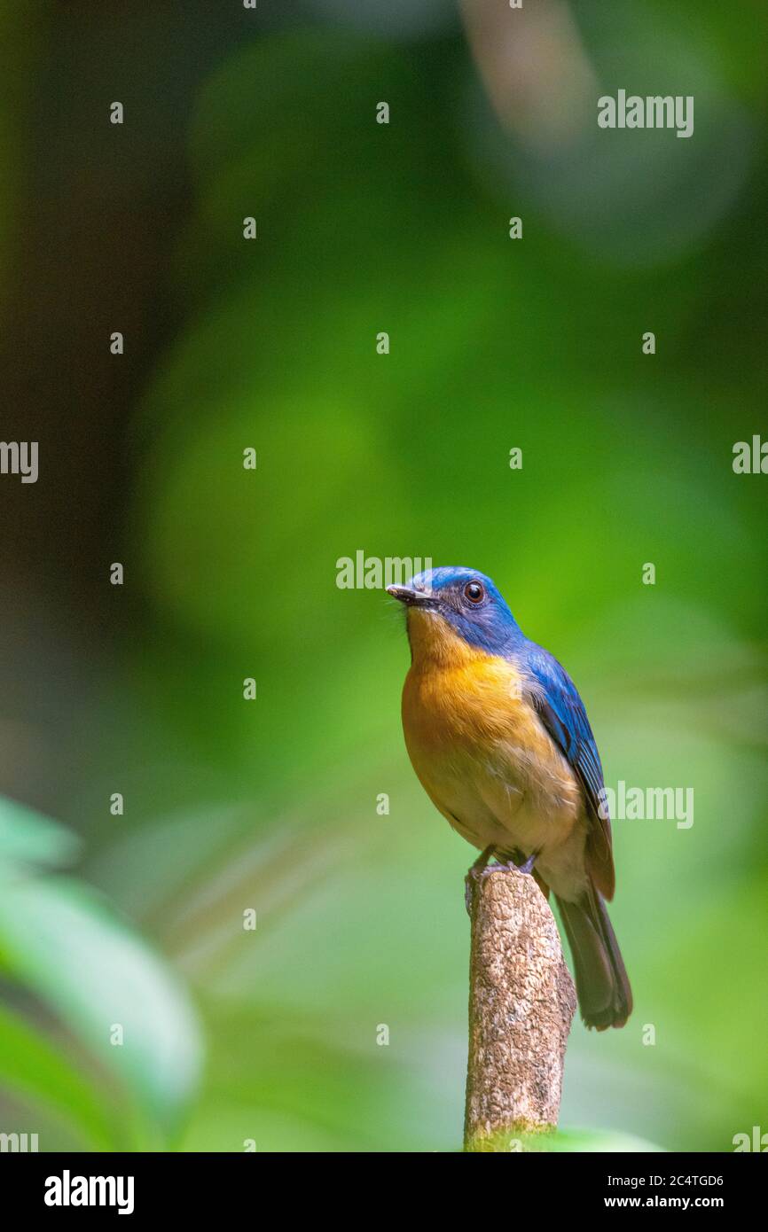 Tickell's blue flycatcher is a small passerine bird in the flycatcher family. This is an insectivorous species which breeds in tropical Asia, from the Stock Photo