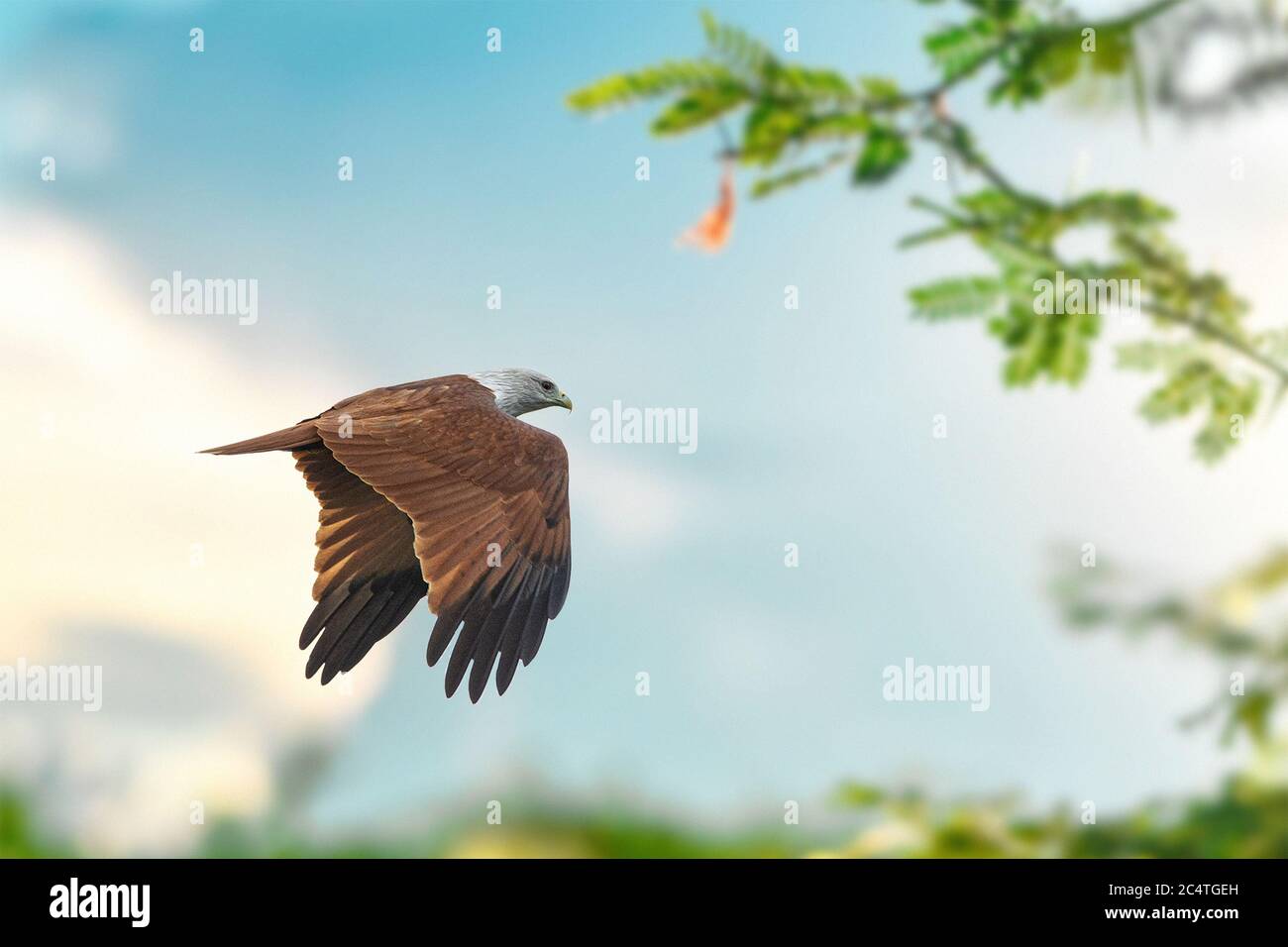The brahminy kite, formerly known as the red-backed sea-eagle in Australia, is a medium-sized bird of prey in the family Accipitridae, which also incl Stock Photo