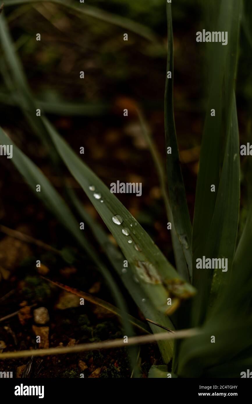 Vertical closeup shot of green grass covered with dewdrops Stock Photo ...