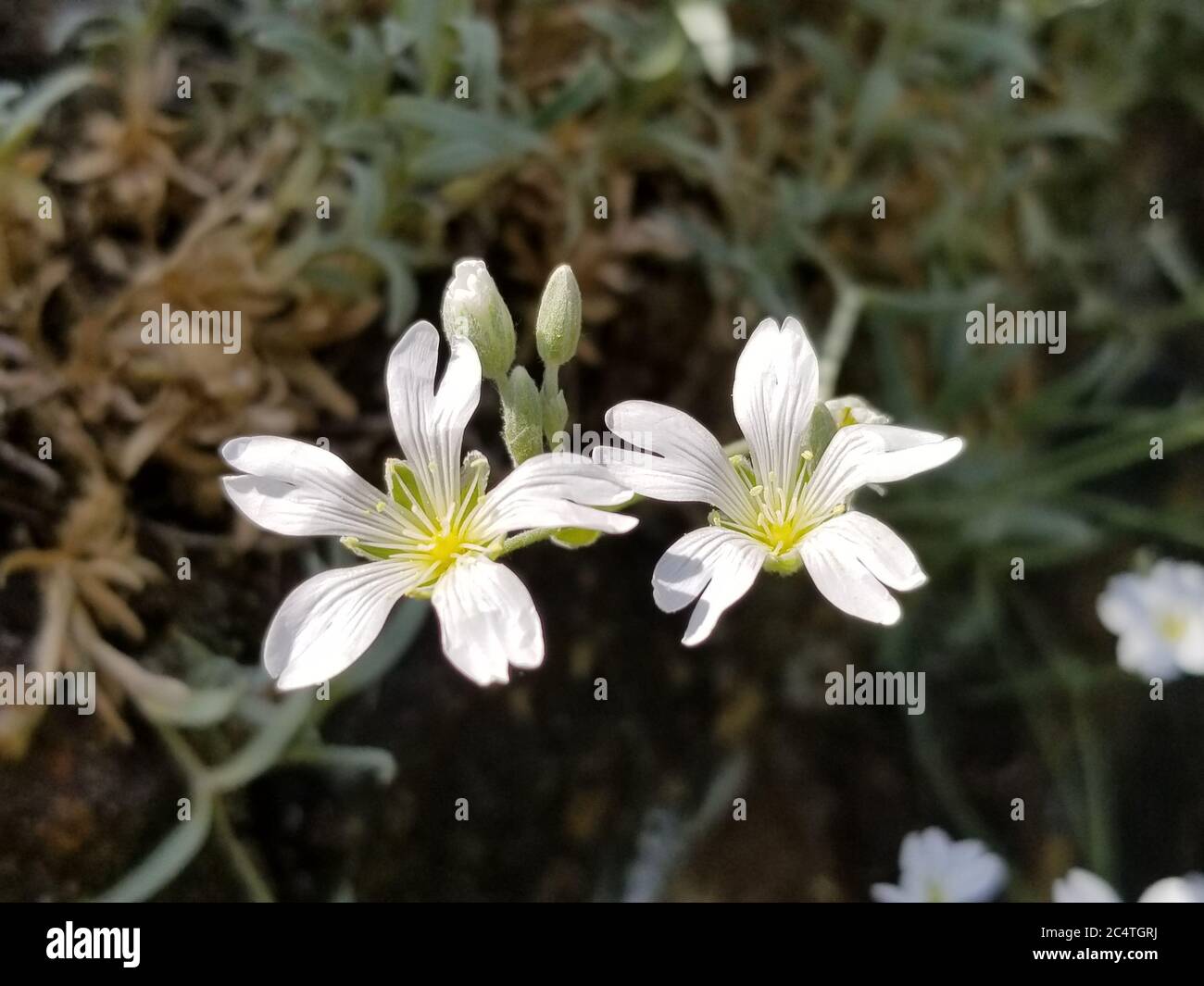 White Cerastium, also known as mouse-ear chickweed, flowers and buds, on a blurred background of green leaves Stock Photo