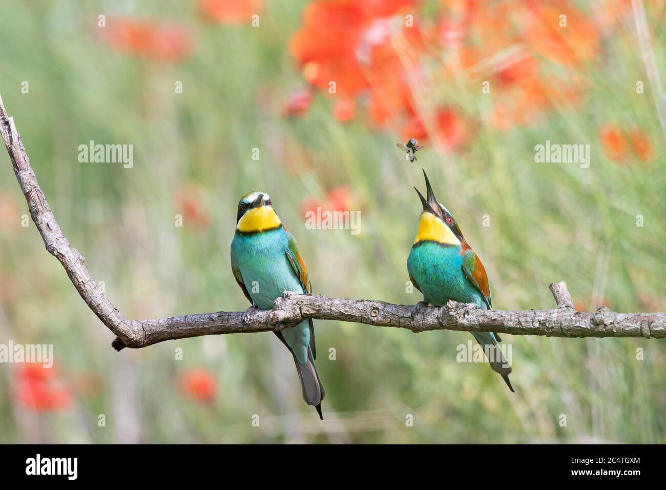 Bee-eater trying to eat an insect next to another one on the tree ...