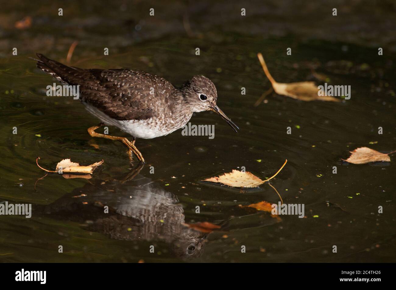 Solitary sandpiper on fresh water pond Stock Photo