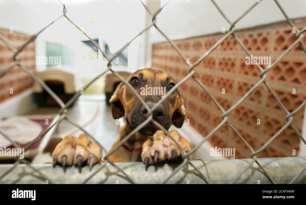 A Rescue Dog at an Animal Shelter is Looking Sad Through a Fence Stock Photo