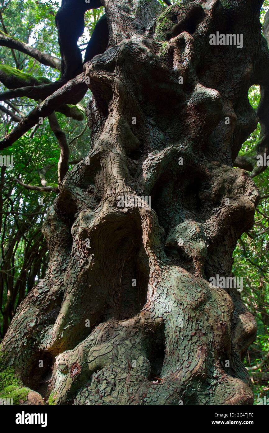 Big tree, big twisted tree, old tree, scary tree, monster tree, Halloween, face in the tree,  tree will eat you, Landscape Stock Photo