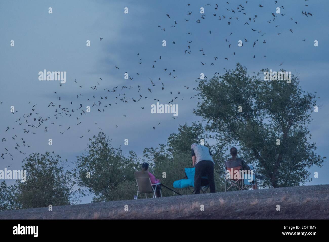 People gathered to bat watch at the Yolo causeway at yolo bypass