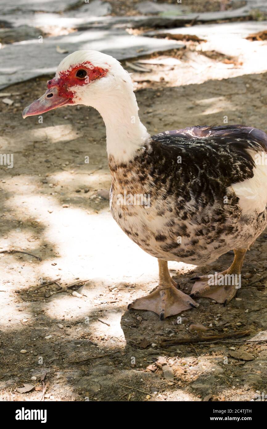 Duck with red feathers around the eyes standing on the ground Stock