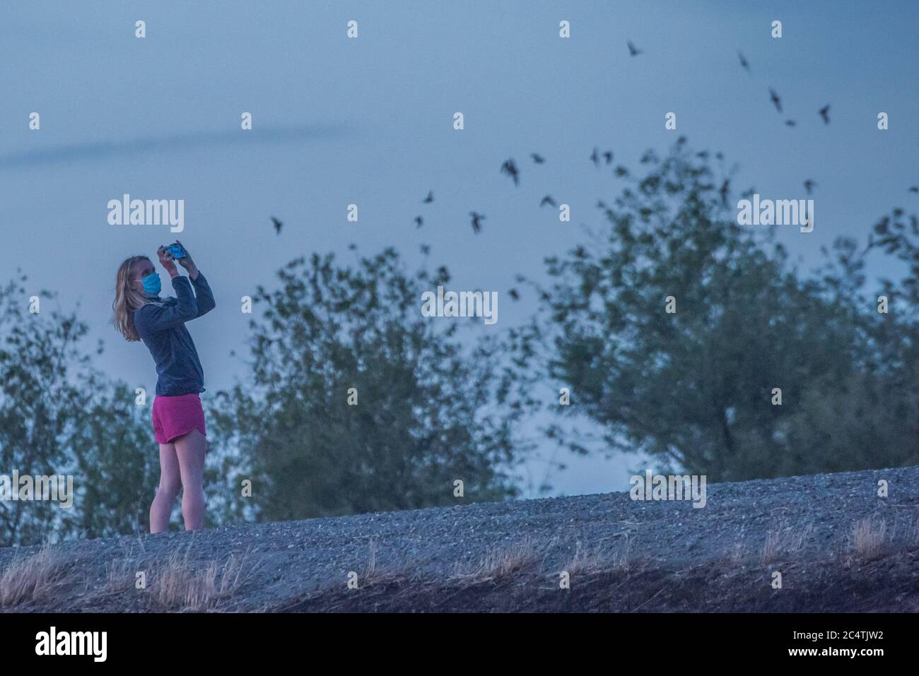 A person watches the mexican free tailed bats flying by at the yolo