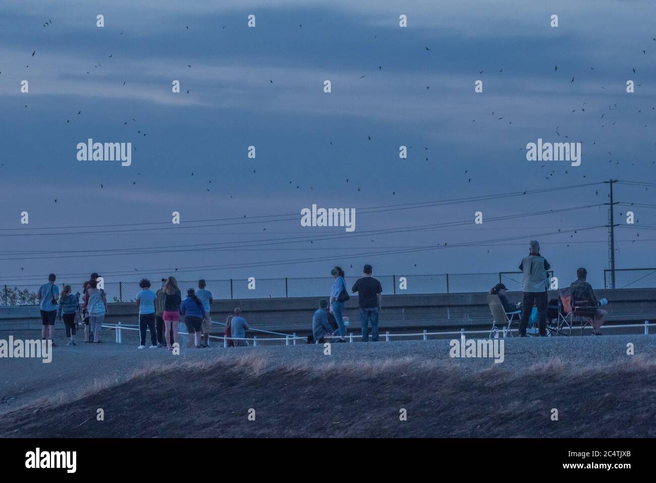 Yolo causeway bats hires stock photography and images Alamy