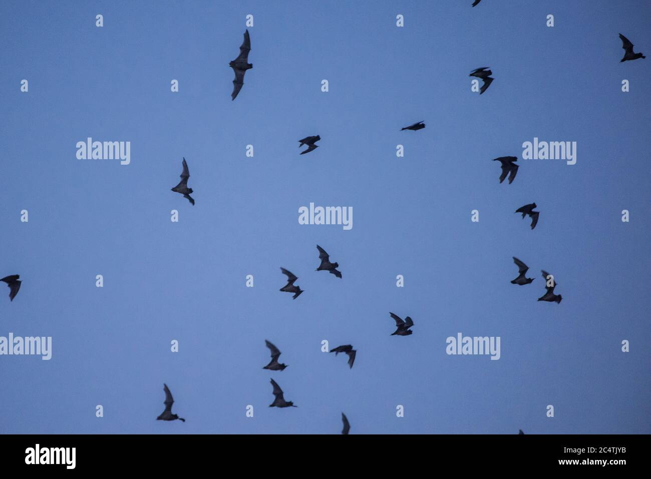 Mexican free-tailed bats (Tadarida brasiliensis) flying through the sky at dusk as it begins to get dark at the Yolo causeway near Davis, California. Stock Photo